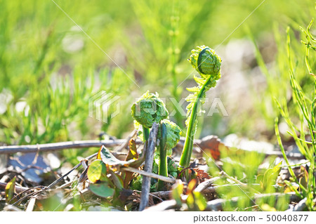 Spring wild plants (kogomi) (spring, April) 50040877