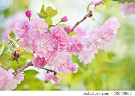 Pink double cherry tree (Takashi Yang) 50040963