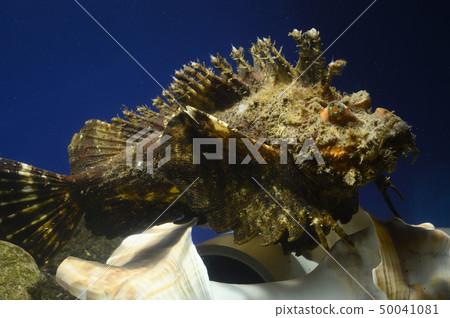 Okoze(Oniokoze) Okoze(Oniokoze) 50041081