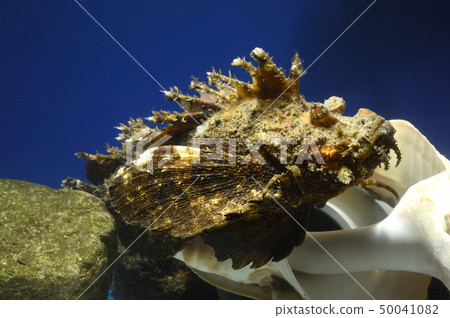 Okoze(Oniokoze) Okoze(Oniokoze) 50041082