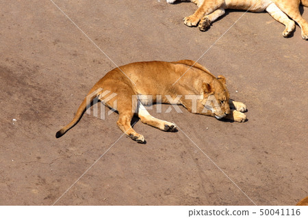 [Fixed amount] Lion (Panthera leo / Lion) 50041116
