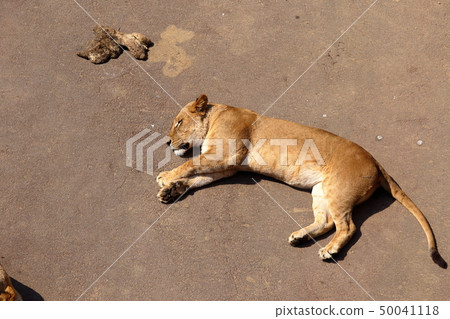 [Fixed amount] Lion (Panthera leo / Lion) 50041118