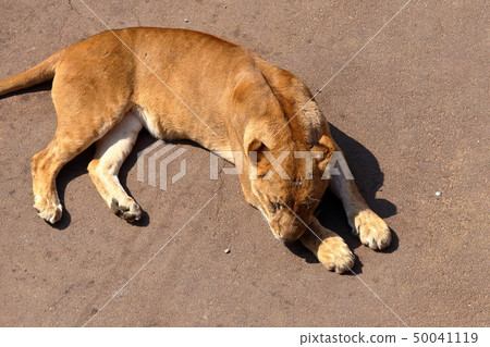 [Fixed amount] Lion (Panthera leo / Lion) 50041119