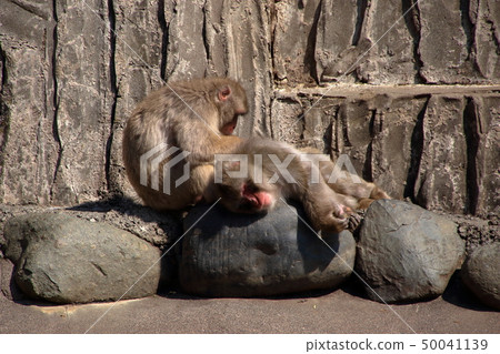 [固定價格率]日本猴（獼猴/日本獼猴） 50041139