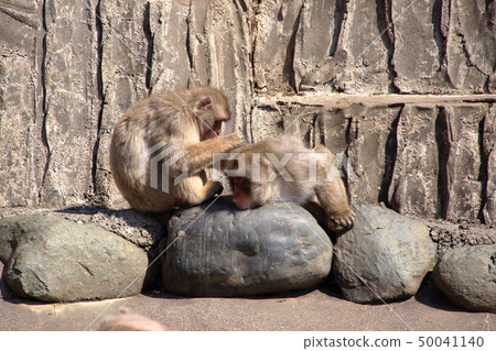 [固定價格率]日本猴（獼猴/日本獼猴） 50041140