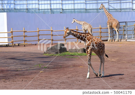 [Rate of payment] Giraffe (Giraffa camelopardalis / Giraffe) 50041170