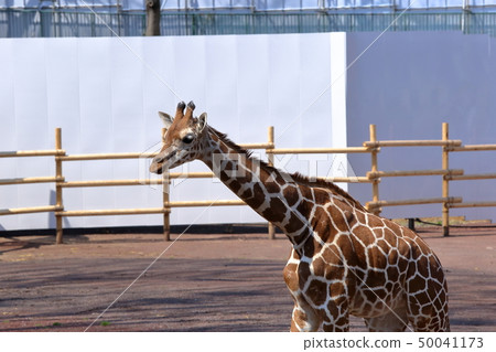 [支付率]長頸鹿（Giraffa camelopardalis / Giraffe） 50041173