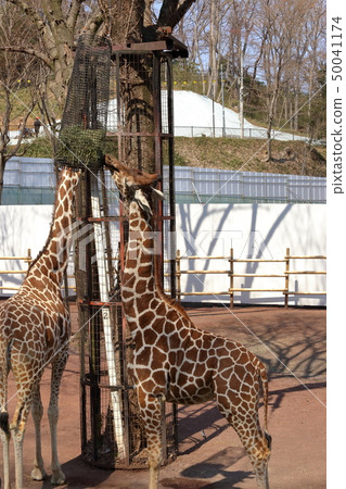 [支付率]長頸鹿（Giraffa camelopardalis / Giraffe） 50041174