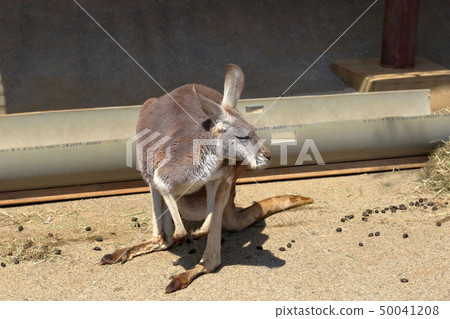 [定額]袋鼠（袋鼠/ Macropodidae灰） 50041208
