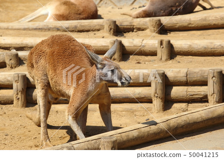 [定額]袋鼠（袋鼠/ Macropodidae灰） 50041215
