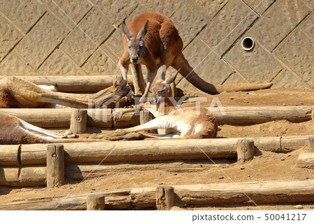 [定額]袋鼠（袋鼠/ Macropodidae灰） 50041217