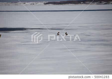 Great eagle_ Lake Saroma Great eagle_ Lake Saroma 50041283