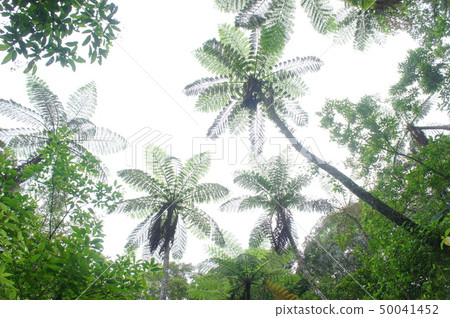 Amami Oshima Kinsakubara（Kin Sakubaru）原始森林 50041452