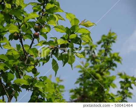 Plum fruit 50041464