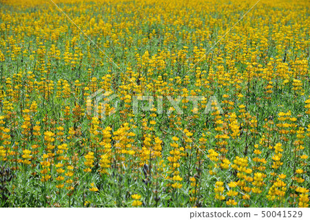 Yusuhara海岸的羽扇豆 50041529