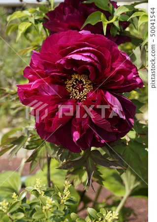 Button flower Button flower 50041544