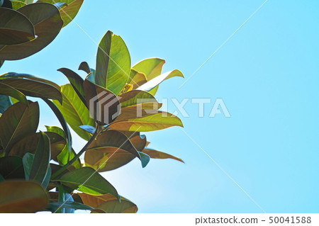 發光的泰國sunbok葉子 發光的泰國sunbok葉子 50041588