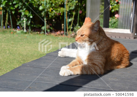 If it feels good, tea tiger white socks cat relaxing on the veranda. Regional cat If it feels good, tea tiger white socks cat relaxing on the veranda. Regional cat 50041598