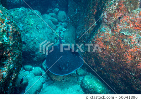 Madarai with a poison needle Madarai with a poison needle 50041896