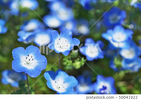 Blue nemophila flowers Blue nemophila flowers 50041922