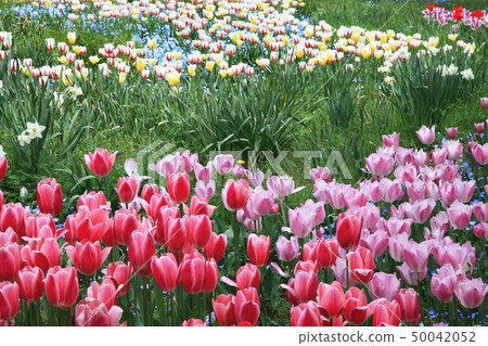 Tulip flower Tulip flower 50042052