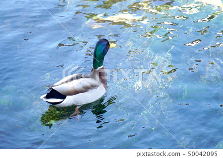 Mallard Duck Mallard Duck 50042095