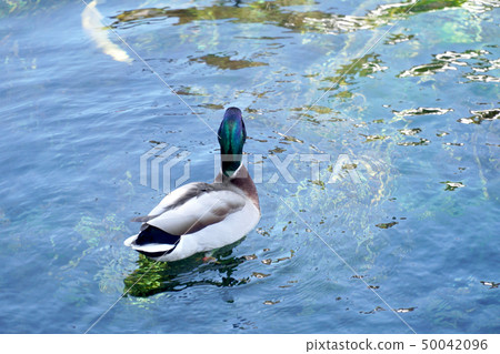 Mallard Duck Mallard Duck 50042096