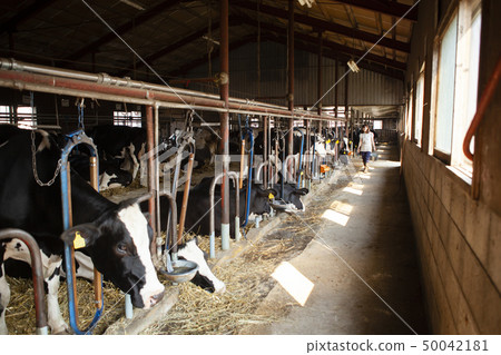 Beef women 50042181