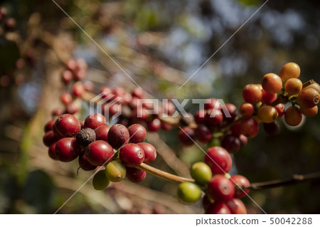 close up green yellow and red of organic coffee close up green yellow and red of organic coffee 50042288