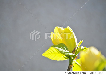 黃色玉蘭花 黃色玉蘭花 50042443
