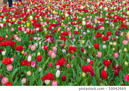 Tulips Hitachi Beach Park in full bloom 50042669