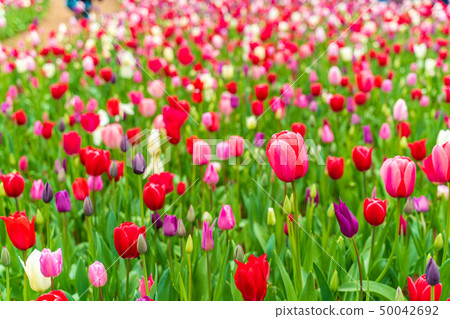 Tulips Hitachi Beach Park in full bloom 50042692
