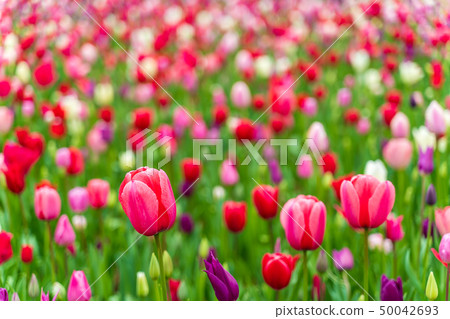 鬱金香日立海灘公園盛開 50042693