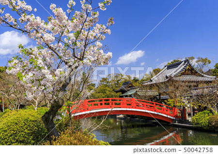 Shinsen Aoi Cherry blossoms Shinsen Aoi Cherry blossoms 50042758