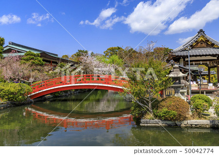 Shinsen Aoi櫻花 Shinsen Aoi櫻花 50042774