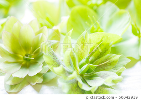Christmas rose flower made of seed bag Christmas rose flower made of seed bag 50042919