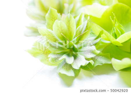 Christmas rose flower made of seed bag 50042920