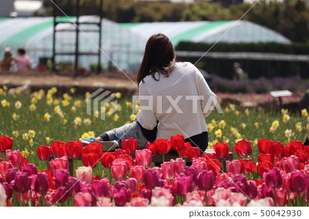 和泉市回收環境公園/鬱金香 和泉市回收環境公園/鬱金香 50042930