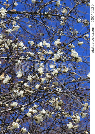 Kobushi#25 Kobushi#25 50043129