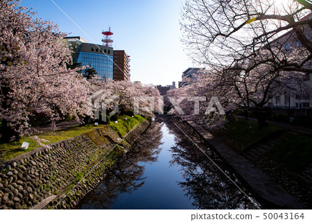 Scenery of Toyama city From the row of cherry blossom trees in Matsukawa from Shiokura Bridge to the direction of the city hall 2010.04 b-3 Scenery of Toyama city From the row of cherry blossom trees in Matsukawa from Shiokura Bridge to the direction of the city hall 2010.04 b-3 50043164