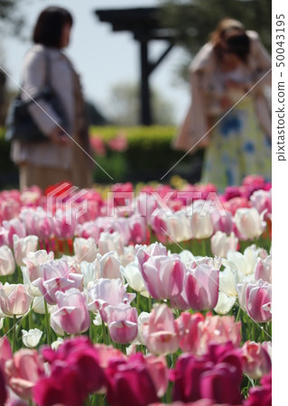 鬱金香和婦女 50043195