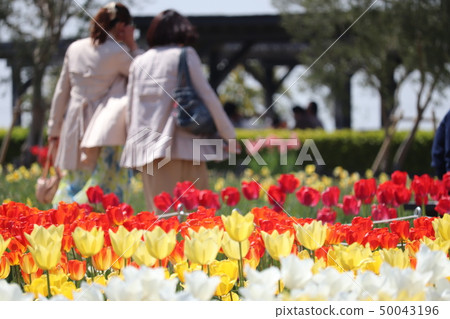 鬱金香和婦女 50043196