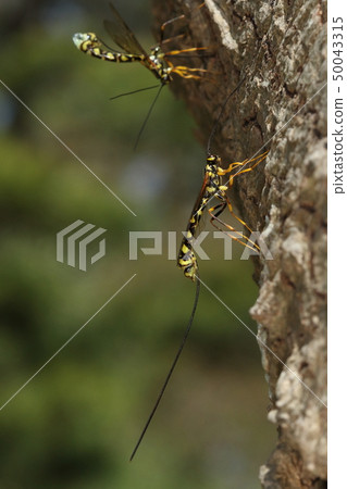 Creatures Insects Ezo wasp, females have long spawning tubes. "Ezo" is attached, but seems to be in Honshu and Kyushu 50043315