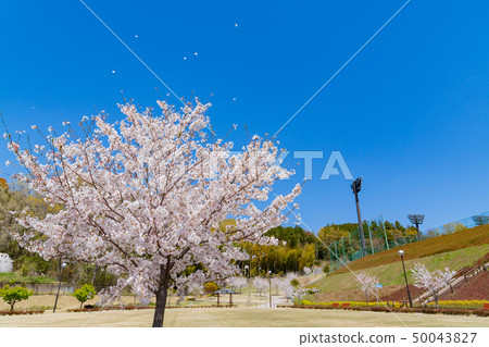 在運動公園的櫻花 50043827