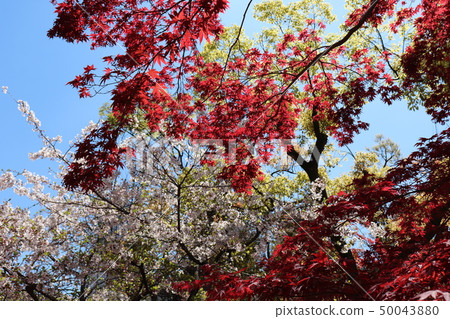 Ikutama Shrine Shintomon，櫻花和秋葉 50043880