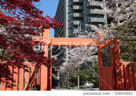 Ikutama Shrine Shintomon，櫻花和秋葉 50043881