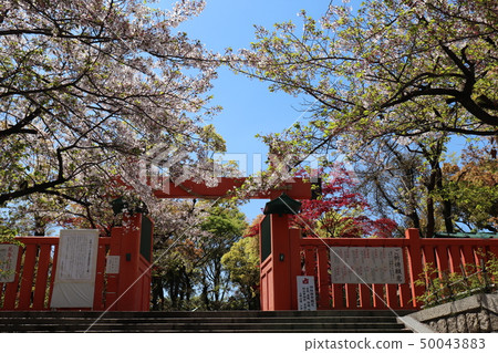 Ikutama Shrine Shintomon, cherry blossoms and autumn leaves 50043883