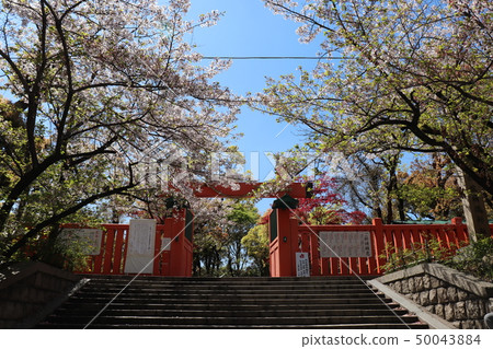 Ikutama Shrine Shintomon, cherry blossoms and autumn leaves 50043884