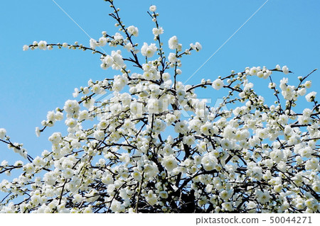 Double cherry blossoms Double cherry blossoms 50044271