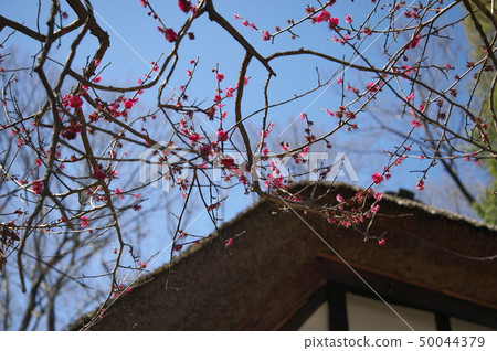 Early spring martial arts village where plum blossoms bloom Early spring martial arts village where plum blossoms bloom 50044379